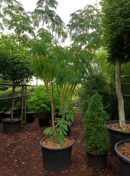 Seidenbaum Albizia julibrissin 'Ombrella' / 'Boubri' 250-300 cm C50, mehrstämmig, im Container mit gefiedertem Laub.