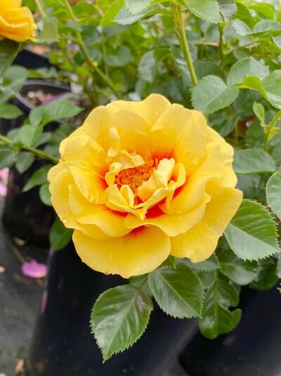 Rosa 'Orienta'® Aylin / Beetrose 'Orienta'® Aylin, gelbe Blüte mit orangefarbener Mitte und grünem Laub am Trieb