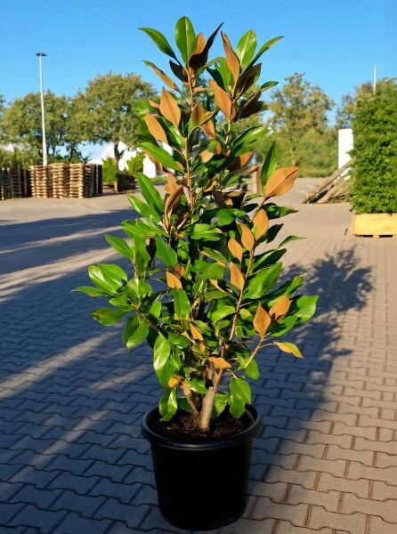 Magnolia grandiflora 'Exmouth' / Großblütige Magnolie 'Exmouth', 125-150 cm, im Container C50 mit glänzendem Laub und brauner Blattunterseite