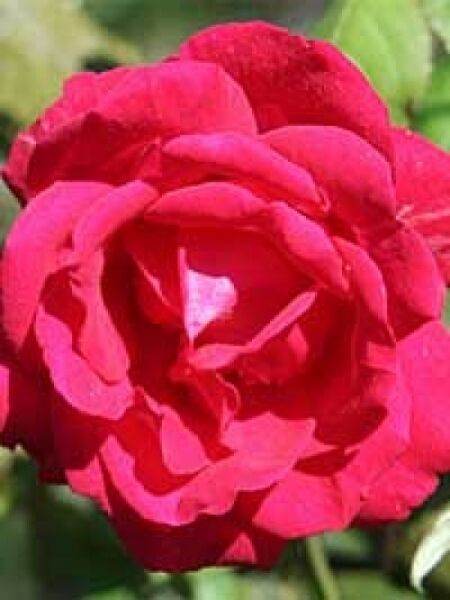 Kletterrose 'Paul's Scarlet' / Rosa 'Paul's Scarlet'