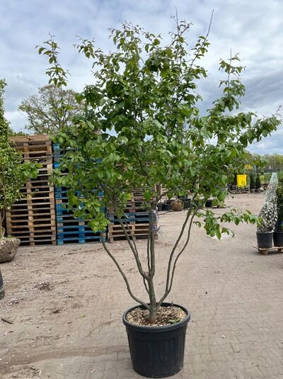 Eisenholzbaum 'Bella' merhstämmig / Parrotia persica 'Bella' Schirmform 200-250 cm (876208)