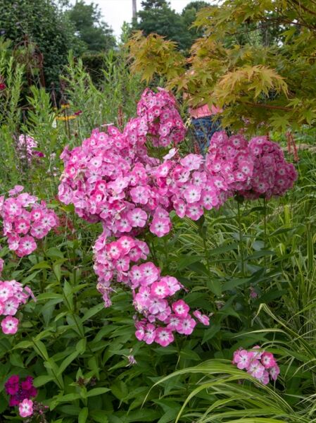 Großblättrige Flammenblume (Phlox paniculata) 'Sweet Summer Candy ®' mit rosa Blütenständen und lanzettlichen grünen Blättern