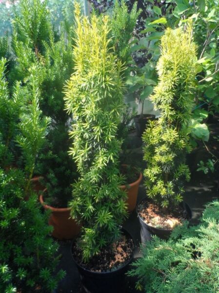 Gelbe Säulen-Eibe / Gelbe Säulen-Eibe