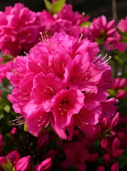 Rhododendron obtusum 'Kermesina' (Japanische Azalee 'Kermesina') mit kräftig pinken Blüten in dichter Blütentraube.