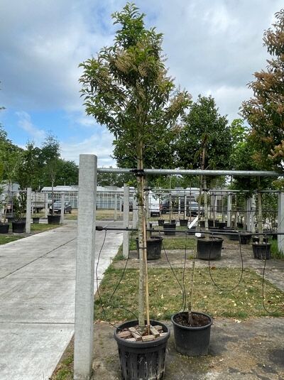 Portugiesischer Kirschlorbeer 160 cm Stamm 12-14 StU / Prunus lusitanica 'Angustifolia' (719890)