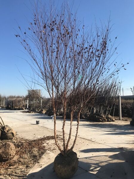 Betula nigra (Schwarz-Birke/Fluss-Birke) mehrstämmig, ca. 450–500 cm, mit Drahtballen, laubfrei verzweigt.