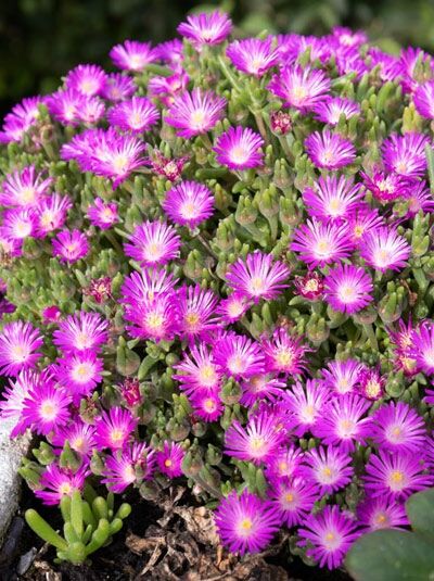 Transvaal-Mittagsblume / Delosperma sutherlandii