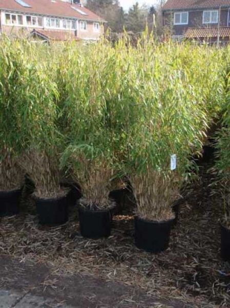 Gartenbambus 'Simba' / Fargesia murielae 'Simba'