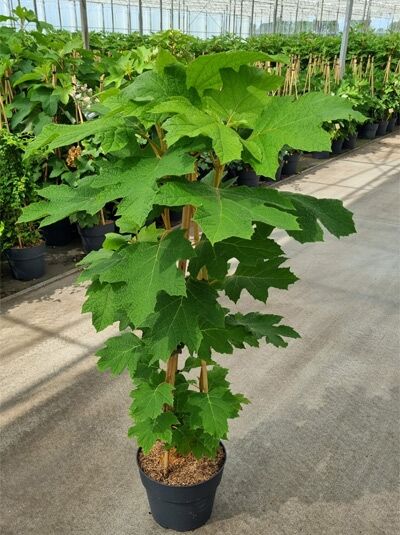 Eichenblatt-Hortensie Hydrangea quercifolia 'Snow Queen', 60-80 cm, im Topf C10 mit grünen, eichenblattförmigen Blättern.