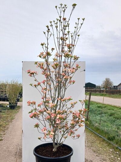 Amerikanischer Blumen-Hartriegel / Cornus florida