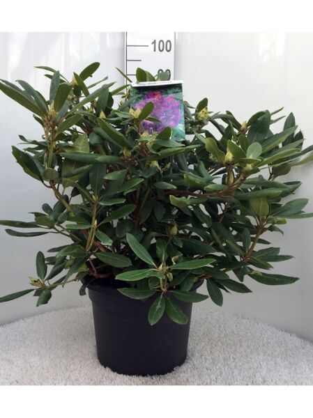 Rhododendron Hybride 'Marcel Menard' / Rhododendron 'Marcel Menard' 60-80 cm C20, immergrüner Strauch im Topf mit Knospen