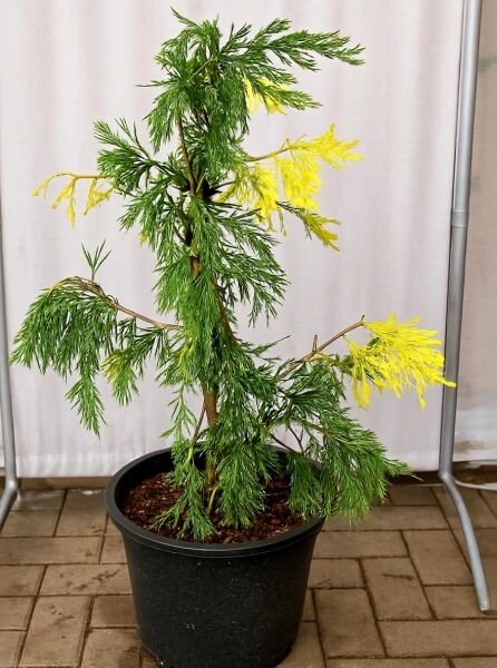 Goldgelbe Kalifornische Flusszeder (Calocedrus decurrens 'Aureovariegata') im Topf, grüne Zweige mit gelben Austrieben, 40–50 cm C5