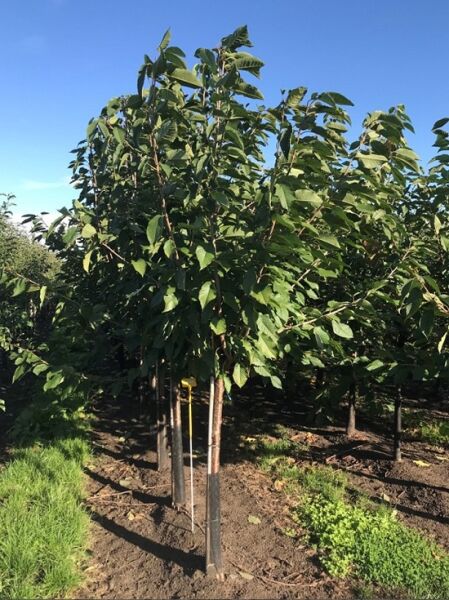 Prunus avium 'Stella' / Süßkirsche 'Stella', Halbstamm 14-16 StU, junger Baum mit dichtem grünen Laub und Stützpfählen.