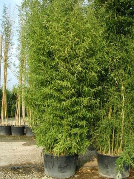 Phyllostachys aurea / Knoten-Bambus 500-600 cm C150 im Container, dichter Horst mit grünen Halmen und schmalen Blättern