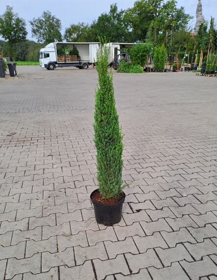 Juniperus communis 'Sentinel' / Säulen-Wacholder 'Sentinel', schlanker säulenförmiger Nadelgehölz im Topf, 60-100 cm, C5