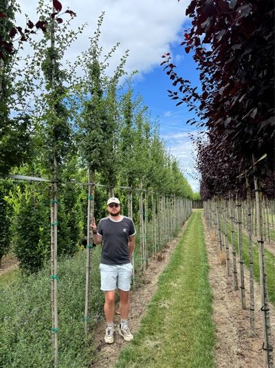 Crataegus laevigata 'Paul's Scarlet' / Echter Rotdorn 'Paul's Scarlet' Hochstamm 12-14 StU mit Drahtballen im Feldbestand