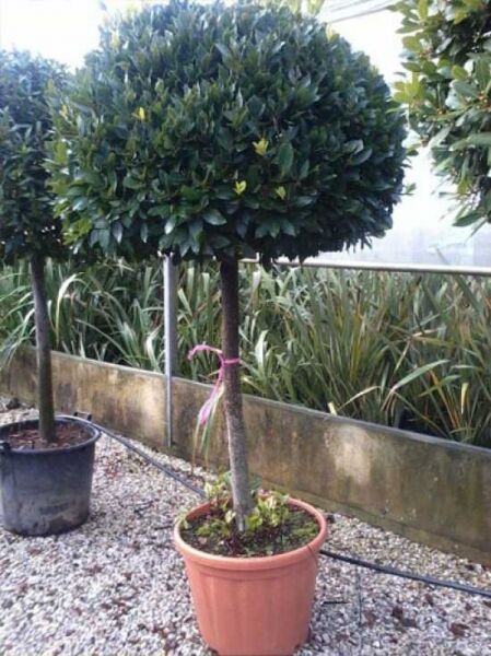 Laurus nobilis Kugel auf Stamm, Echter Küchenlorbeer, dichte Kugelkrone im Topf, Stammhöhe 120 cm, Container C70