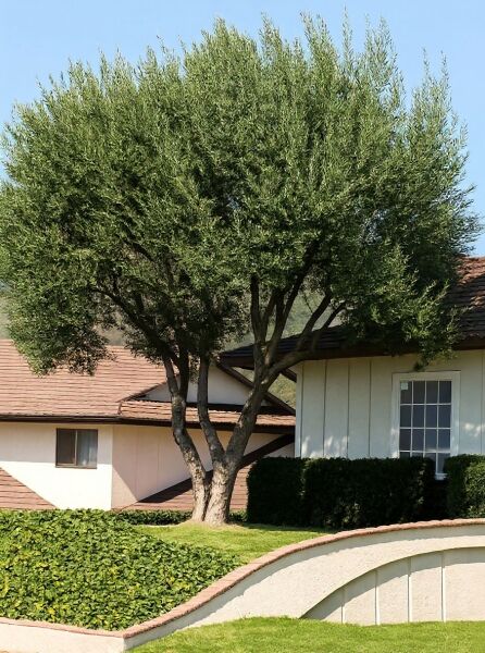 Cipressino-Olive 'Cipressino' (Olea europaea 'Cipressino') als Baum mit mehrstämmigem Stamm und dichter, grüner Krone.