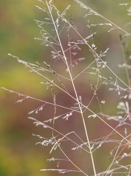 Großes Tropfengras Sporobolus airoides 'J.S. Delicatesse ®' mit feinen, verzweigten Rispen und Samenständen