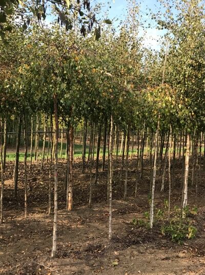 Betula pendula 'Youngii' / Trauer-Birke 'Youngii', Hochstamm ca. 225?cm, Stammumfang 10–12?cm, mit Laubkrone.