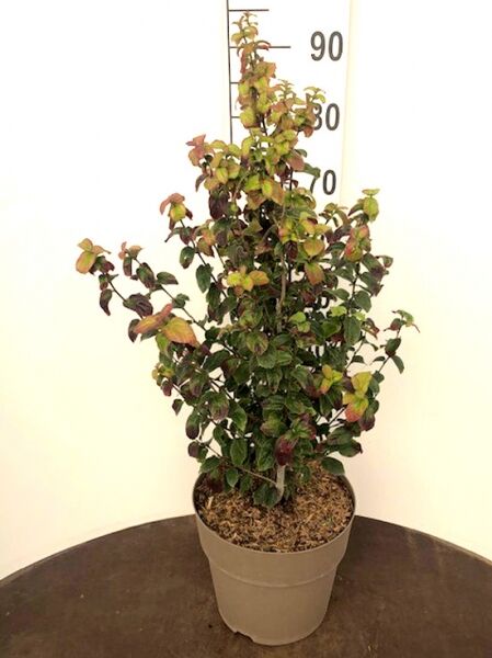 Parrotia persica 'Persian Spire', säulenförmiger Eisenholzbaum 60-80 cm C7 im Topf mit grün-rötlichem Laub.