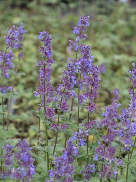 Nepeta grandiflora 'Summer Magic ®' / Katzenminze 'Summer Magic ®'