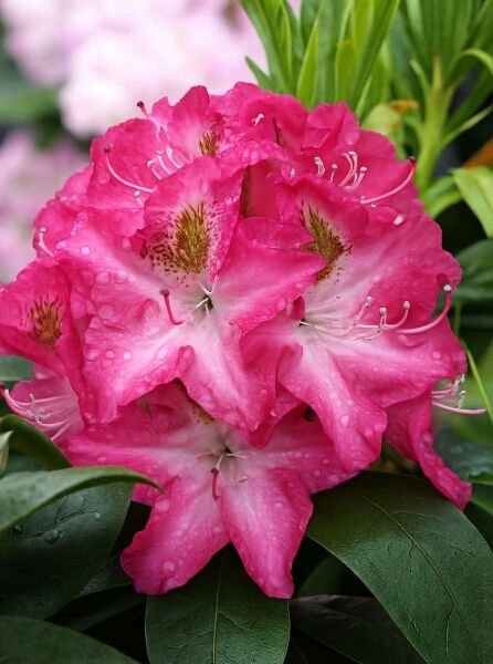 Rhododendron Hybride 'Campanile' / Rhododendron 'Campanile' mit pink-weißen Blüten in Nahaufnahme und grünen Blättern.