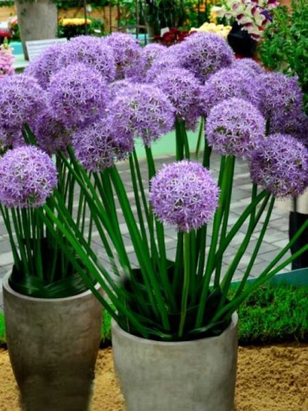 Allium macleanii 'Globemaster' / Riesen-Zierlauch 'Globemaster'