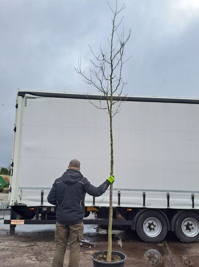 Sorbus aria 'Lutescens' / Gelbfilzige Mehlbeere Hochstamm 12-14 StU im Container, laubloser Stamm mit Krone im Topf