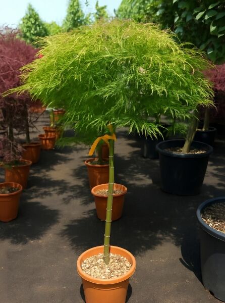Grüner Schlitz-Ahorn Acer palmatum 'Dissectum' 80 cm Stamm C12 im Topf, grünes fein geschlitztes Laub, kugelige Krone