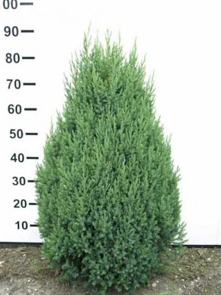 Juniperus chinensis 'Stricta' / Chinesischer Wacholder / Kegel-Wacholder