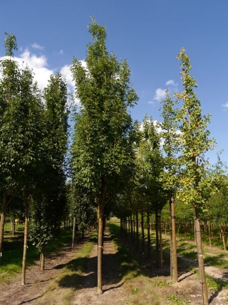 Fraxinus ornus 'Obelisk' (Blumen-Esche) Hochstamm im Baumschulquartier, schlanker Wuchs mit dichtem Laub.