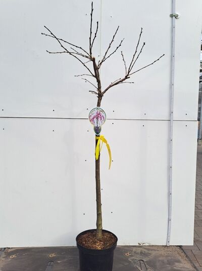 Prunus serrulata 'Kiku-Shidare' Hängende Nelken-Kirsche 80 cm Stamm, veredeltes Bäumchen im C5-Topf ohne Laub