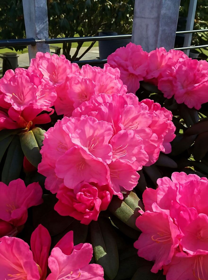 Rhododendron 'Schirmform' H: 110 cm B: 80 cm (546291) - Rhododendron  yakushimanum Schirmform