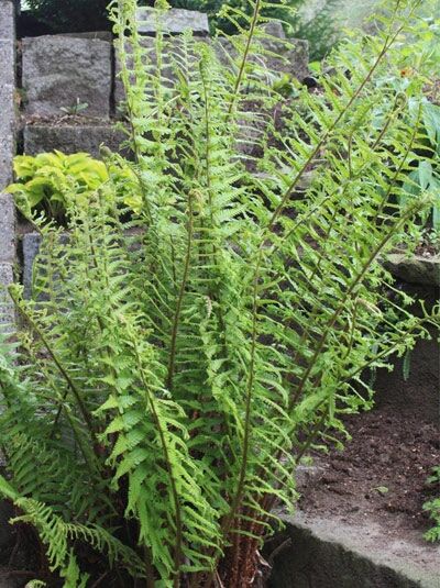 Gewellter-Goldschuppen-Farn 'Cristata the King' / Gewellter-Goldschuppen-Farn 'Cristata the King'