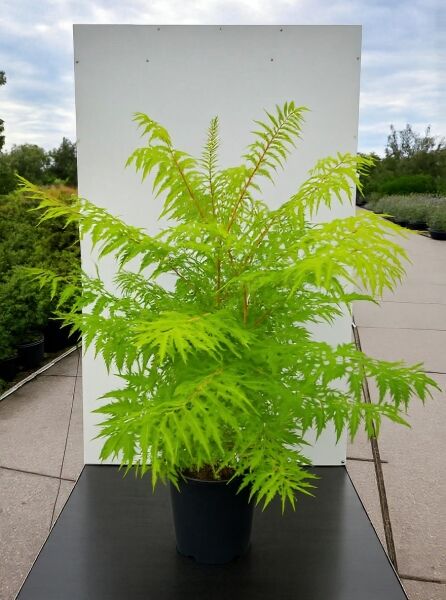 Rhus typhina 'Tiger Eyes ®' / Gelbgrüner Essigbaum 'Tiger Eyes ®' 125-150 cm C20 im Container mit gelbgrünem Laub
