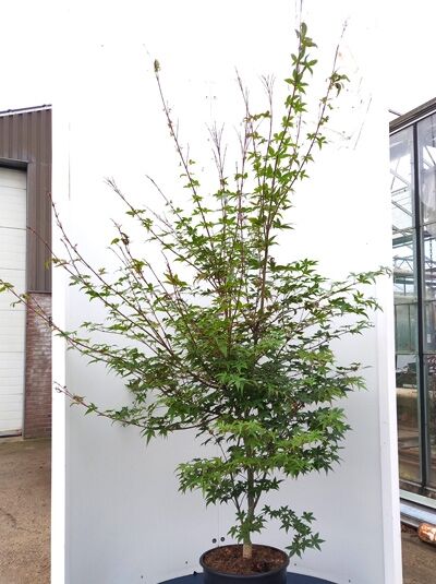 Japanischer Schlitz-Ahorn 'Beni-maiko' (Acer palmatum 'Beni-maiko') im Container C20, ca. 150–175 cm, grünes Laub.