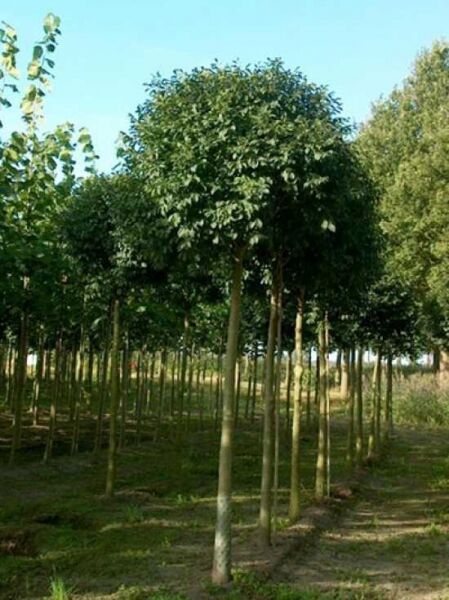 Kugelförmige Manna-Esche (Fraxinus ornus 'Mecsek'), Hochstamm 225 cm, Stammumfang 30–35 cm, kugelige Krone in Baumschule