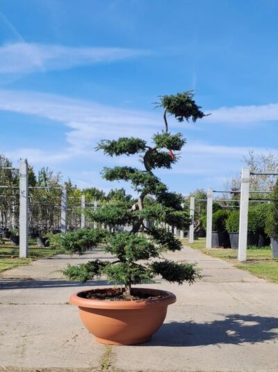 Kriechender Wacholder &#039;Repanda&#039; / Juniperus communis &#039;Repanda&#039; (1567259)