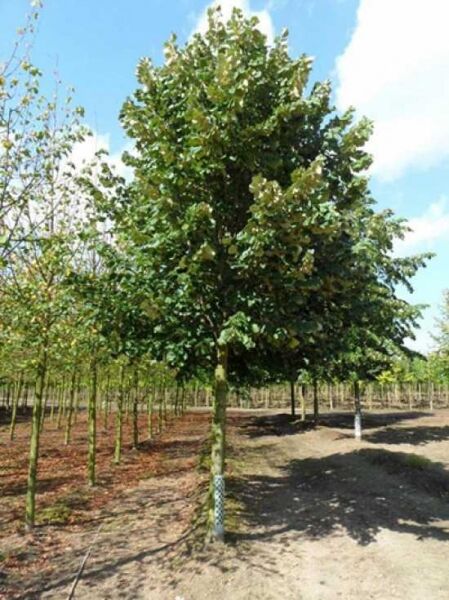 Tilia tomentosa 'Brabant' / Silber-Linde 'Brabant'