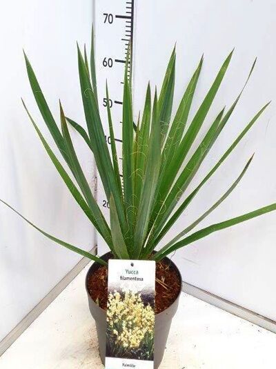 Fädige Palmlilie / Yucca filamentosa