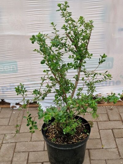 Escallonia 'Red Elf' (Andenstrauch) im Pflanztopf, verzweigter Strauch mit grünen Blättern, 30–40 cm, C3