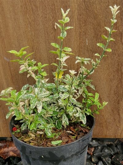 Kriechspindel 'Harlequin' (Euonymus fortunei 'Harlequin') 20-30 cm C3 im Topf, grün-weiß panaschiertes Laub, aufrechte Triebe.