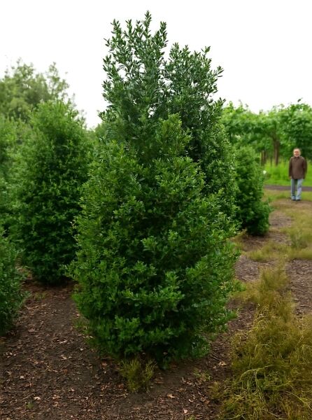 Europäische Stechpalme (Ilex aquifolium) 'J. C. van Tol' 250-300 cm m. Db., Solitär, immergrüner Strauch mit dichtem Laub