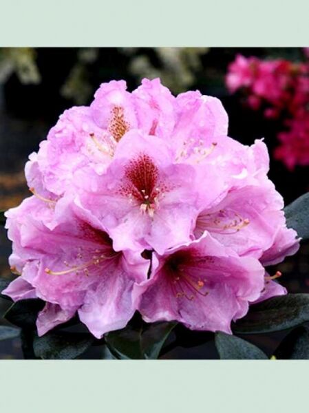Rhododendron Hybride 'Lavender Princess' / Rhododendron 'Lavender Princess'