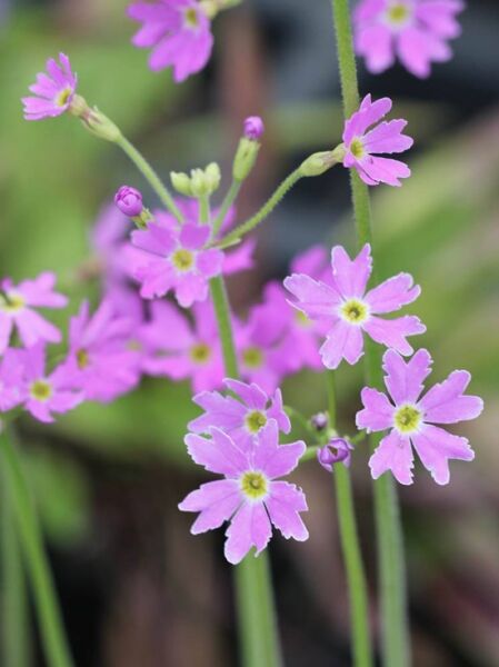 Schatten Schlüsselblume 'Primadiente ®' / Primula cortusoides 'Primadiente ®'
