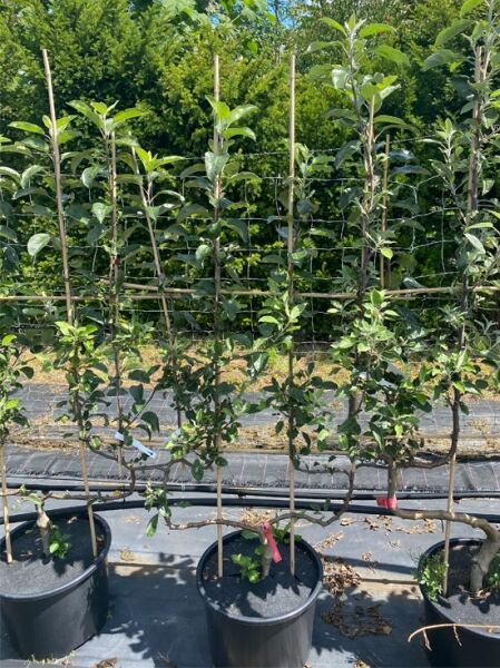 Malus domestica 'Gala' / Apfel 'Gala' Spalier doppelte U-Form C20 im Topf, angebunden an Spaliergerüst mit Trieben und Blattwerk