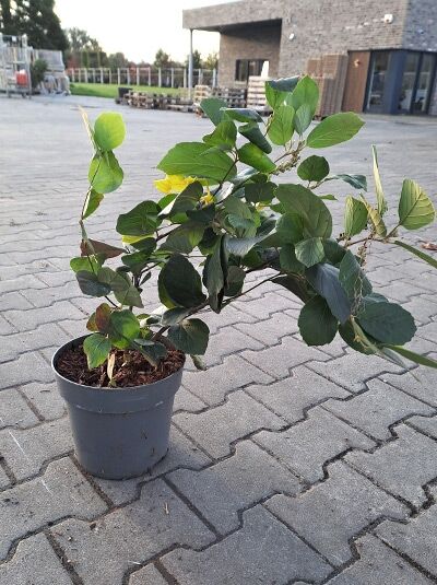 Zwerg-Federbuschstrauch (Fothergilla gardenii) 30–40 cm C5 im Topf, verzweigter Strauch mit grünen ovalen Blättern.