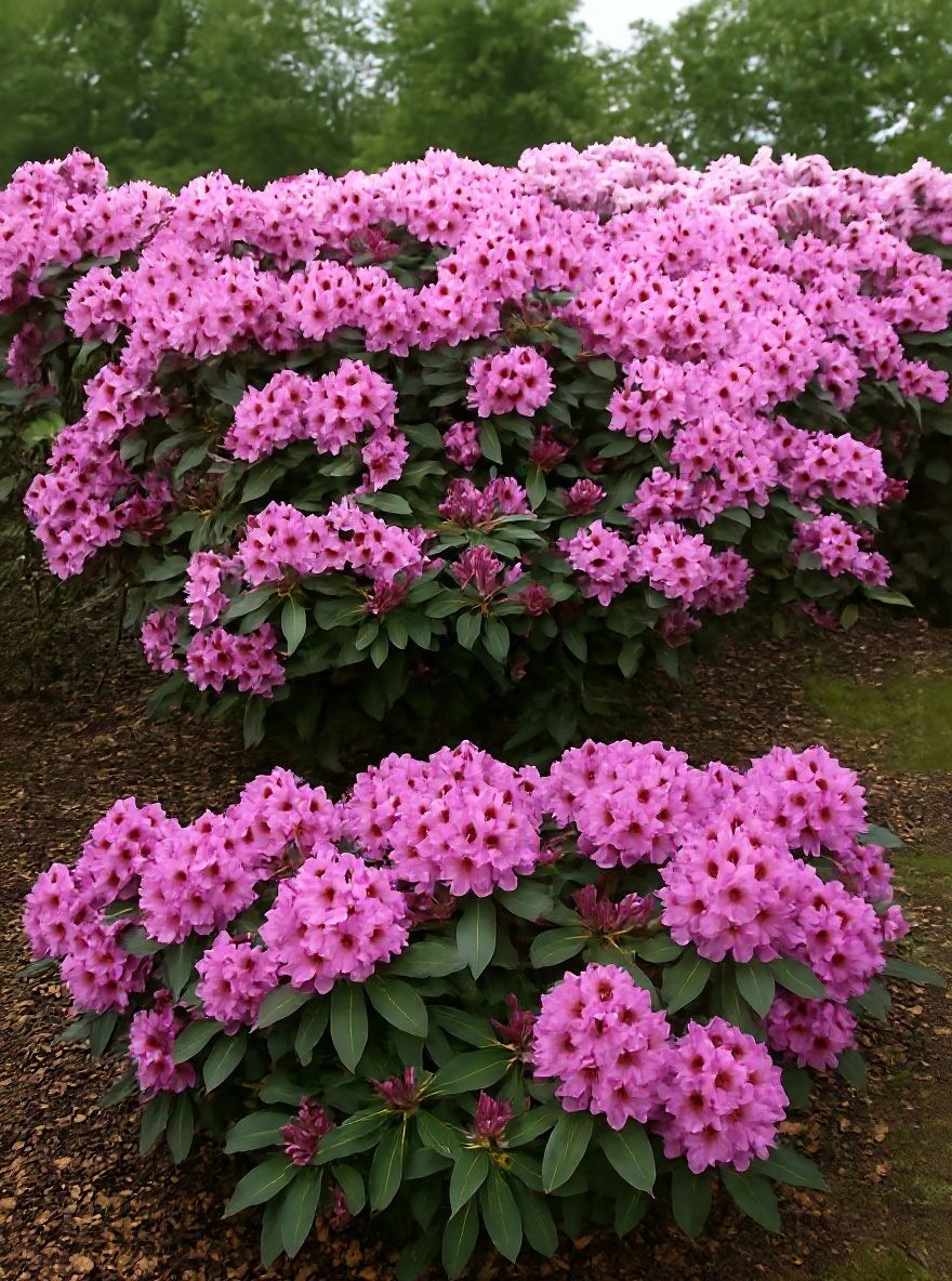 rhododendron kopen Yaku Prince Rhododendron main image 1