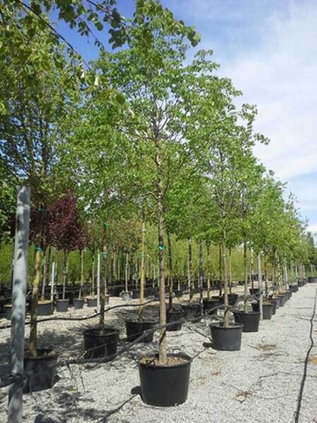 Tilia cordata / Winter-Linde